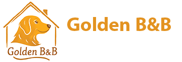 golden retriever dog boarding newport south wales
