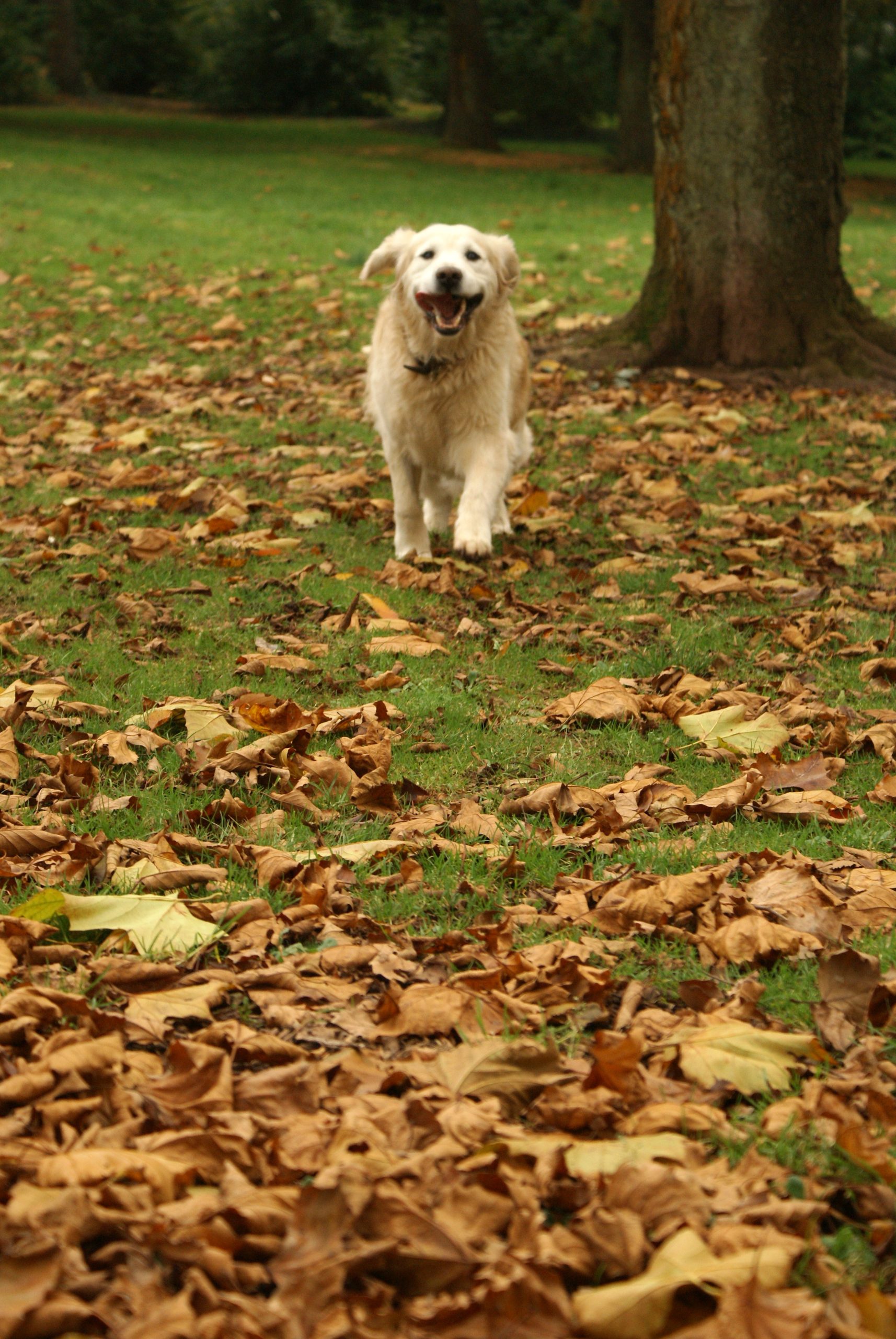 Golden Retriever amongst autumn leaves