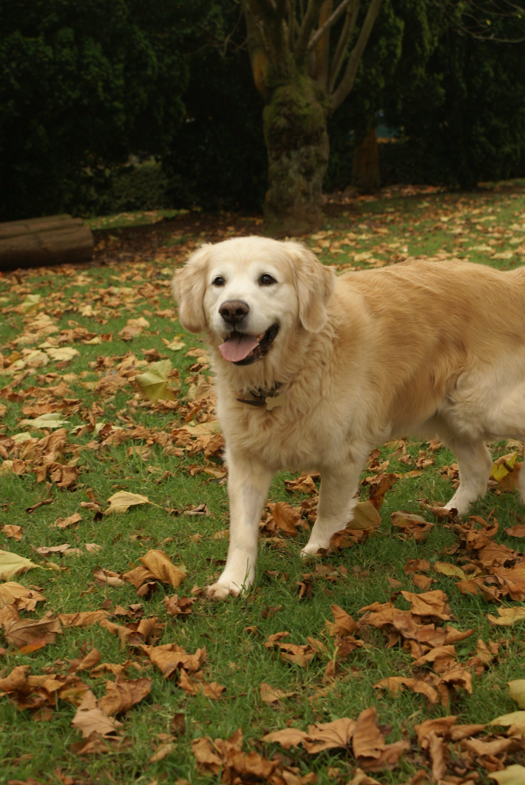 Golden Retriever amongst autumn leaves
