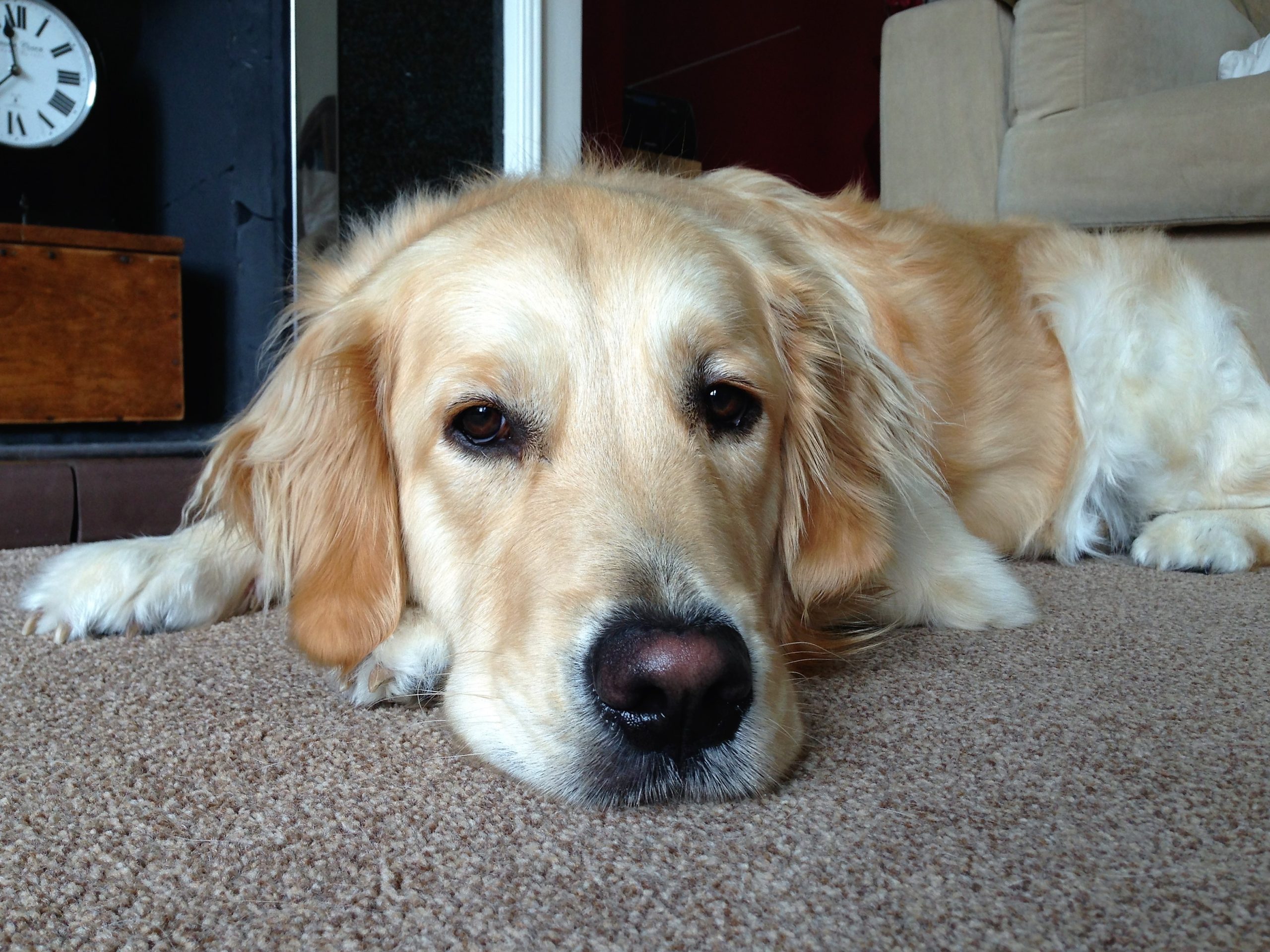 Golden Retriever lying comfortably indoors