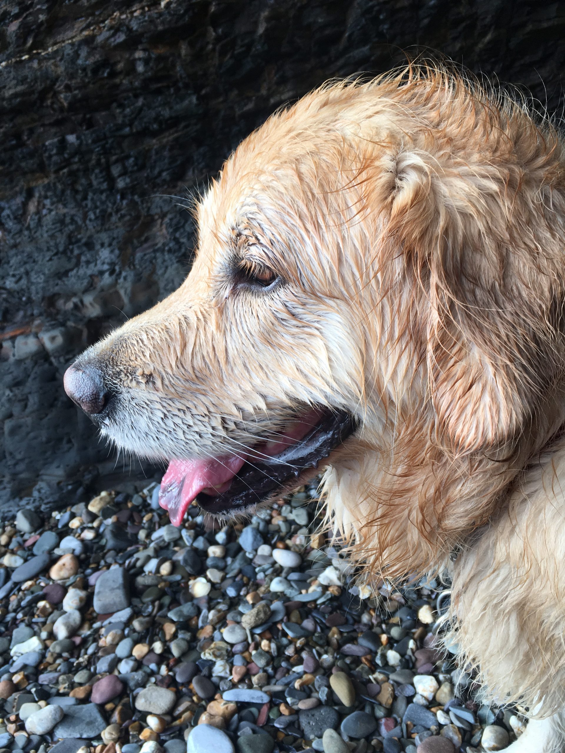 Golden Retriever outdoors, portrait