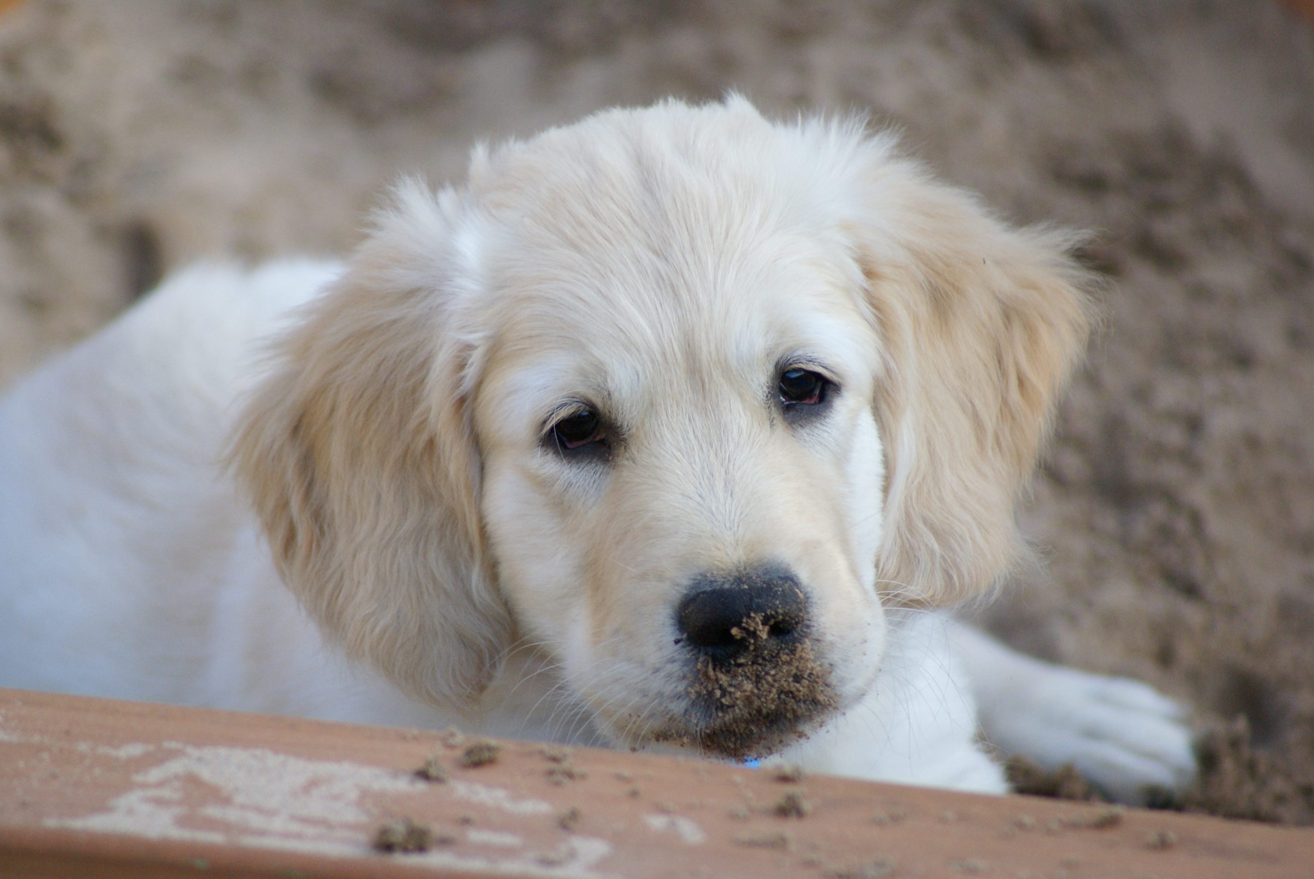 Light Golden Retriever puppy