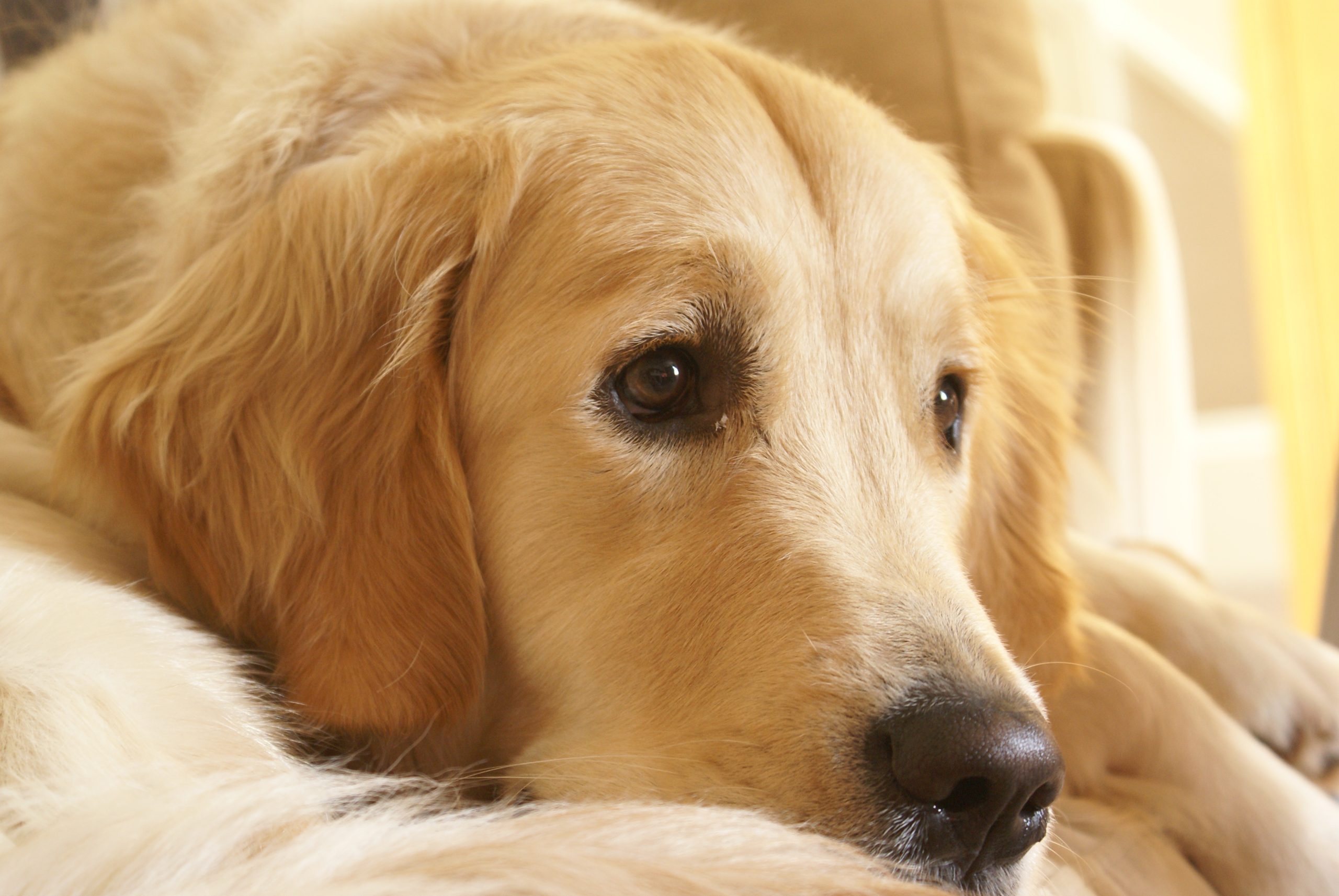 Golden Retriever resting, side view